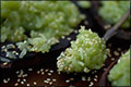 Post image for Pandan Flavored Sweet Translucent Gelatinous Rice <br />(khaao niaao gaaeo ; ข้าวเหนียวแก้ว)