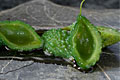 Jasmine Scented Candied Wild Bitter Gourd