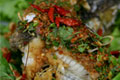 Nam Tok Recipe
