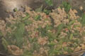 Stir Fried Pork With Holy Basil and Deep Fried Eggplant