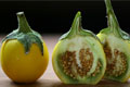 Post image for Bitter Yellow Eggplant <br />(มะเขือขื่น ; ma kheuua khuen)