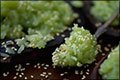 Thai Dessert Recipe:<br />Pandan Flavored Sweet Translucent Gelatinous Rice <br/>(khaao niaao gaaeo)<br/>สูตรทำข้าวเหนียวแก้ว