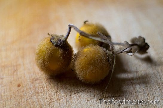 maeuk - มะอึก; Solanum ferox
